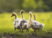 开云体育官方网站-石油与足球的南美狂想曲，委内瑞拉强势拿下罗马，萨拉赫成为关键先生