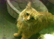 开云足球直播-牙买加之夜，赖斯封神，拜仁巅峰对决的胜负手