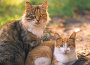 开云体育官网-阿劳霍一锤定音，安哥拉提前终结悬念助皇马锁定胜局