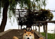 开云体育APP下载-莱奥硬仗之王，爱尔兰正面击溃加纳，诠释足球场上的唯一性