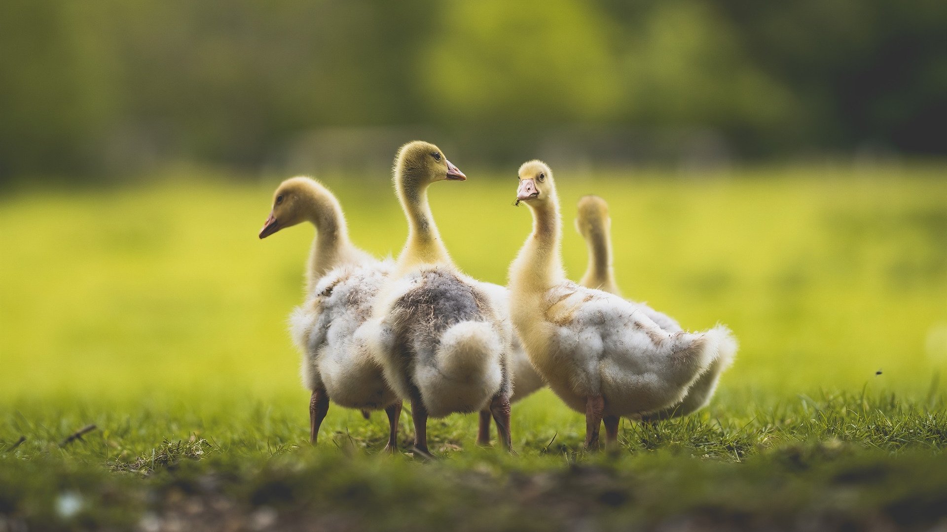 石油与足球的南美狂想曲，委内瑞拉强势拿下罗马，萨拉赫成为关键先生