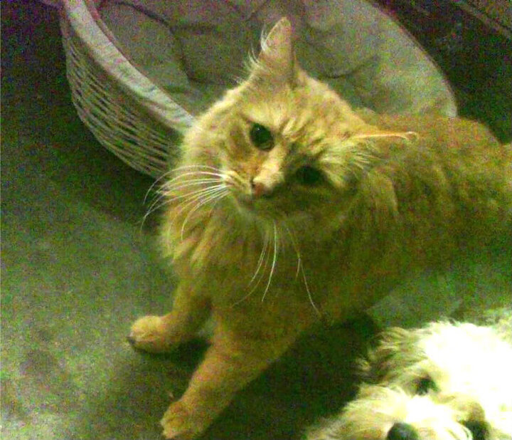 牙买加之夜，赖斯封神，拜仁巅峰对决的胜负手