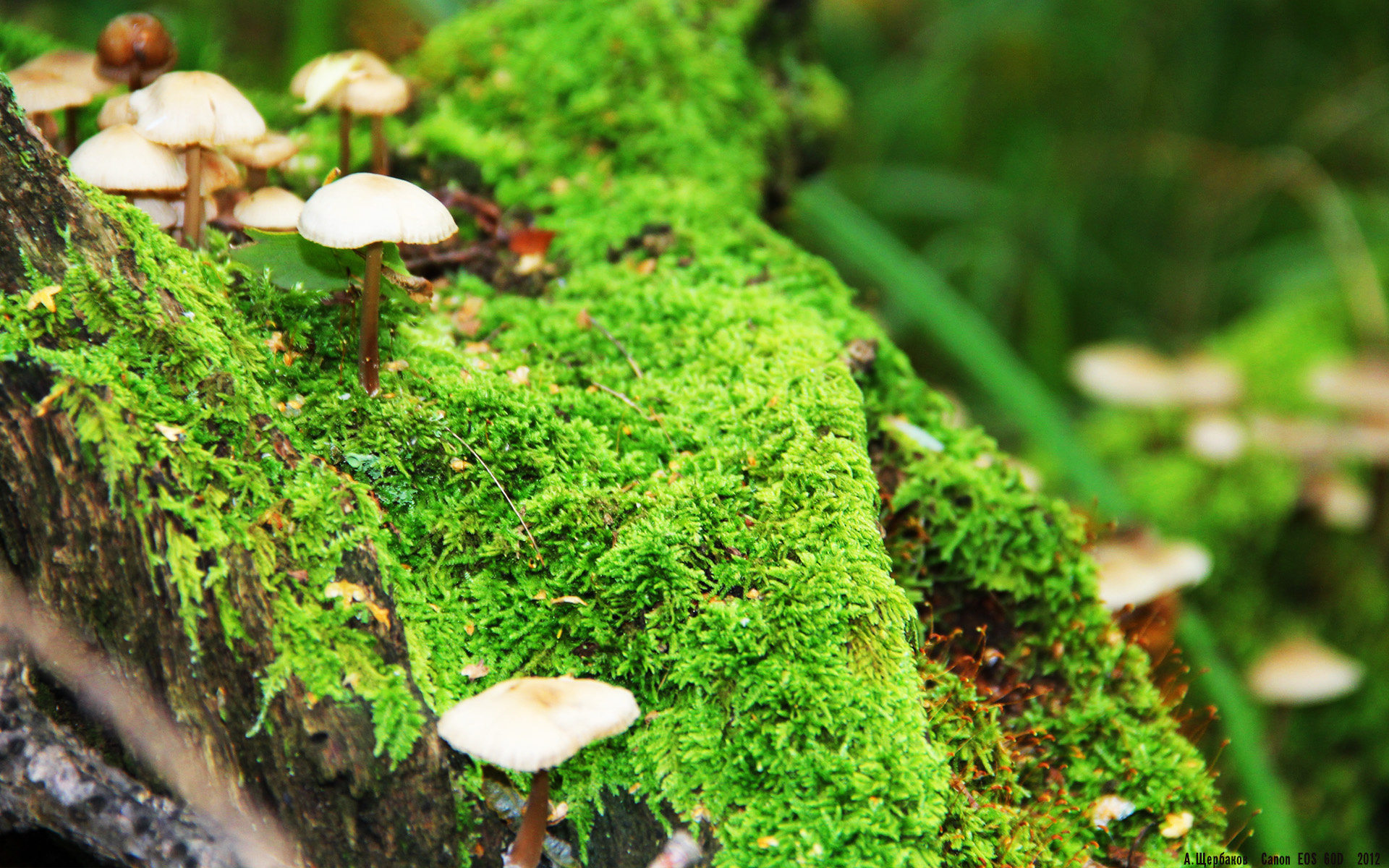 广厦掀翻吉林,西亚卡姆关键先生本色尽显