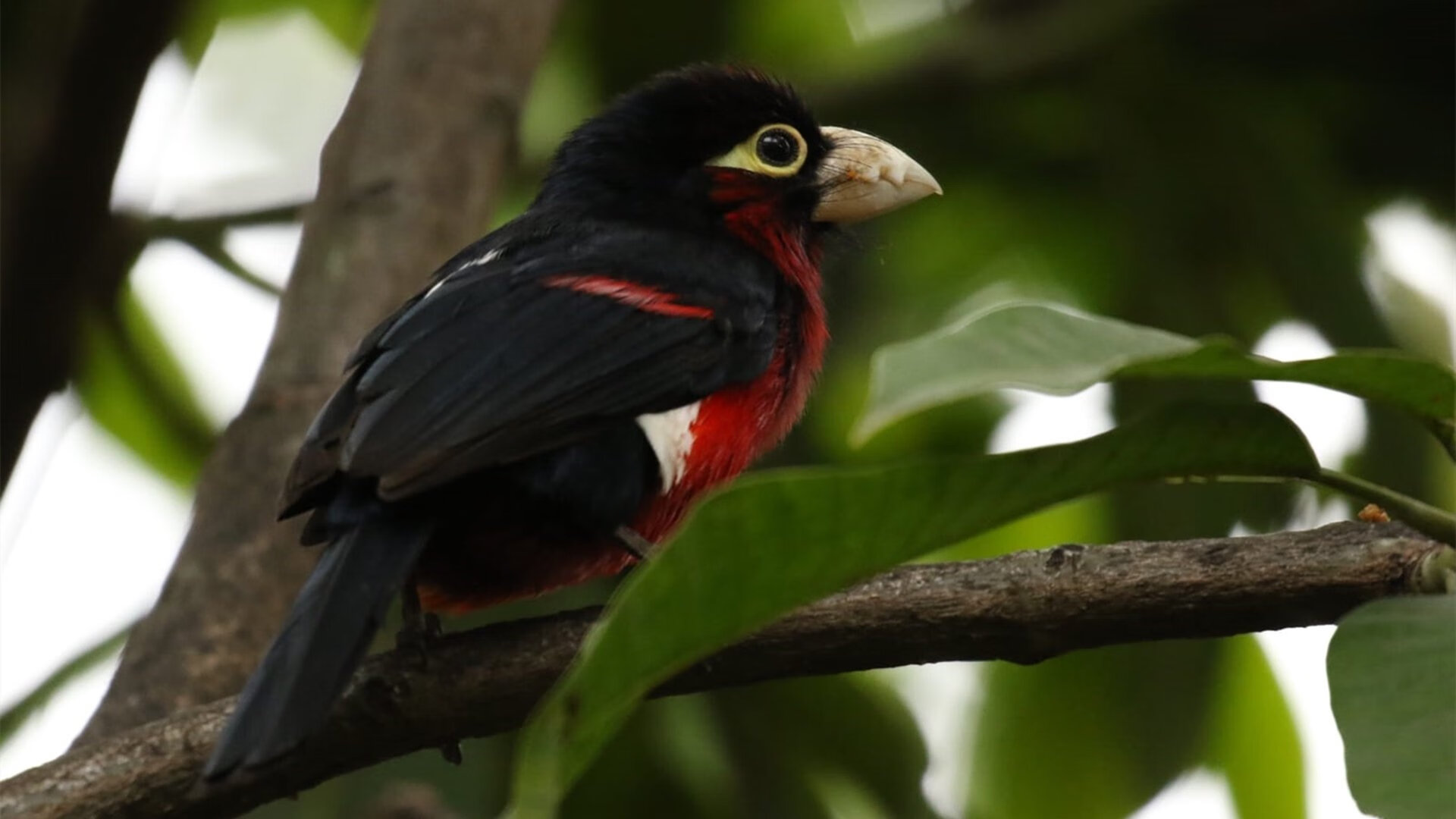 意甲焦点战,雷恩狂胜尤文,一场颠覆传统的战术革命